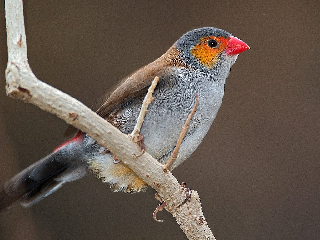 Orange Cheeked Waxbill